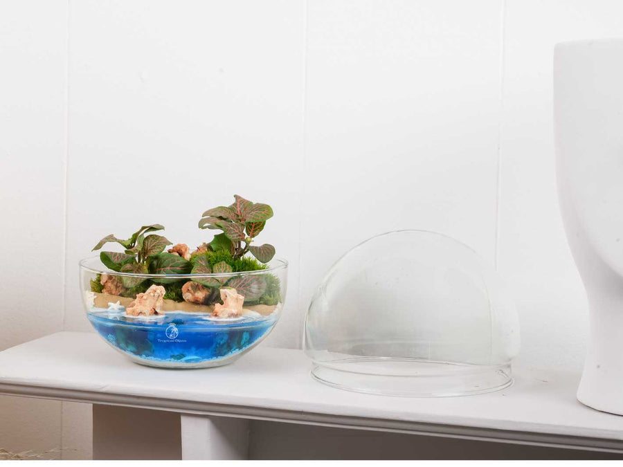 DIY Terrarium Kit with Water Feature Tropical Glass