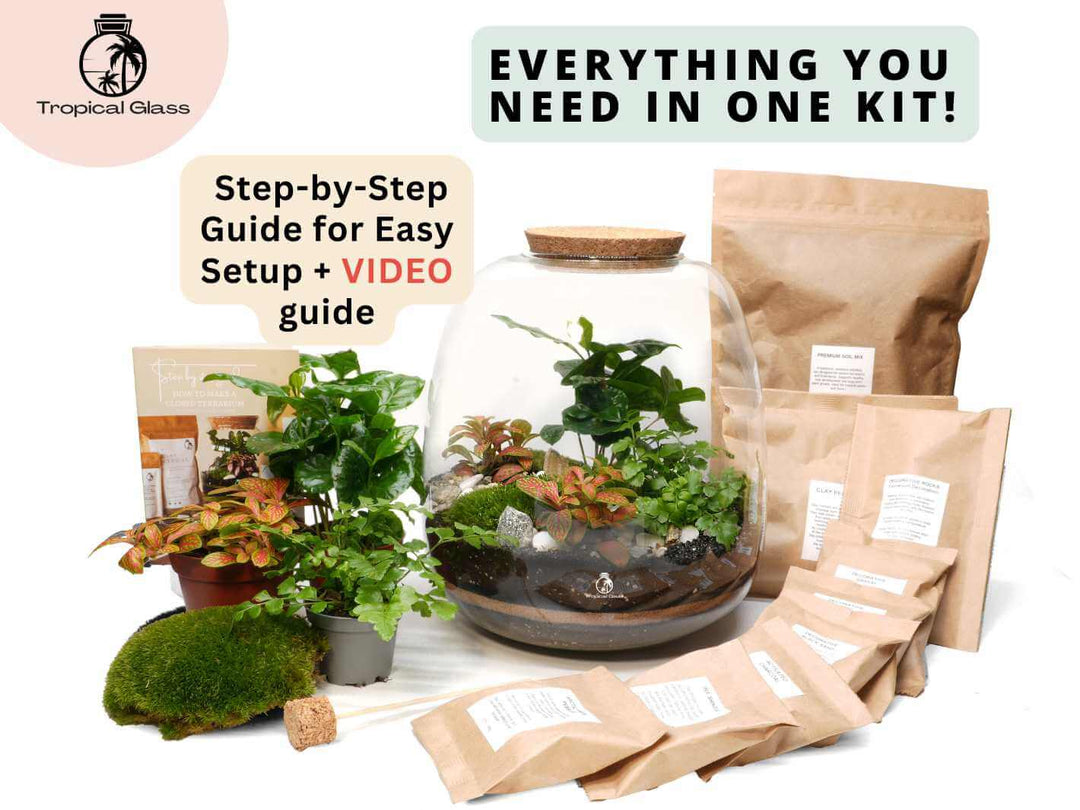 DIY terrarium kit with bulb glass jar surrounded by live plants, cushion moss, soil and decorative terrarium materials