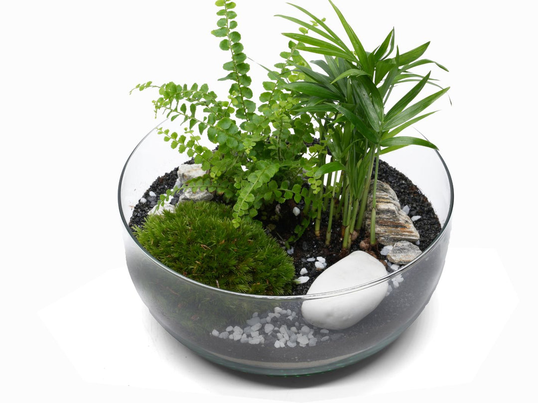 parlor palm terrarium Egg-Shaped Tropical Terrarium Kit 'Praslin' H:26cm – Tropical Glass