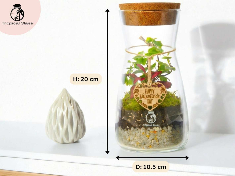 DIY bottle terrarium kit showing 21 cm height and 10.5 cm diameter glass container