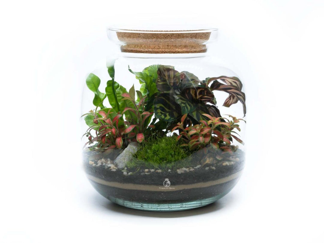 Learn How to Make a Terrarium