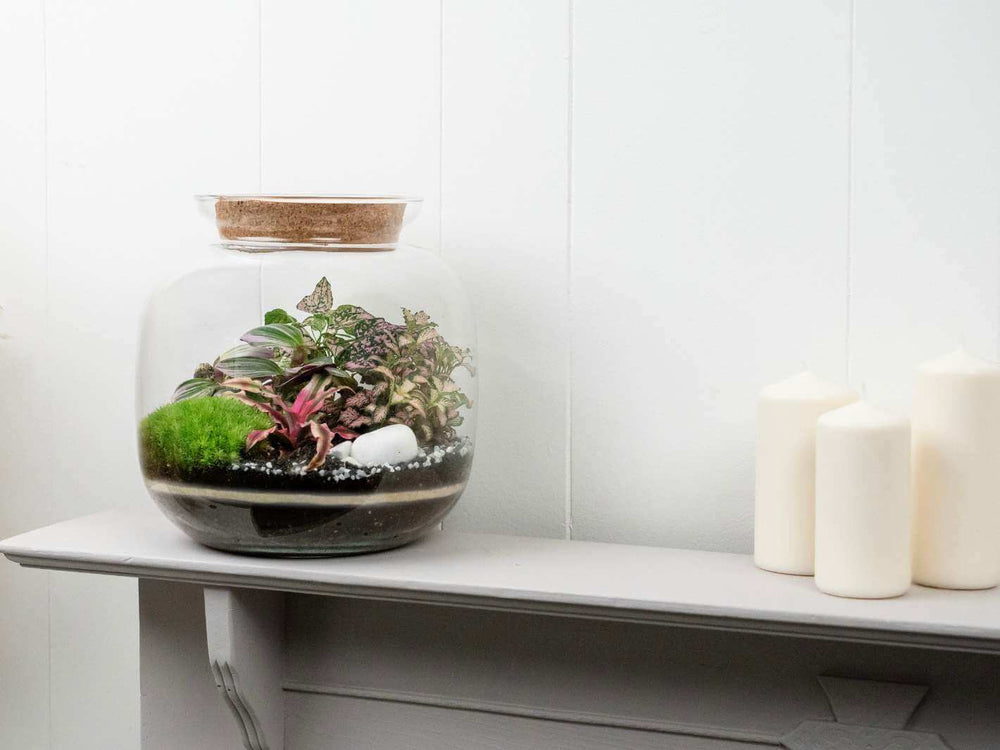 Pink Closed Terrarium