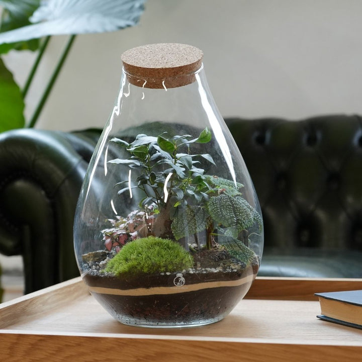 Ficus Bonsai Terrarium DIY Kit H: 37 cm |  'Taipei'