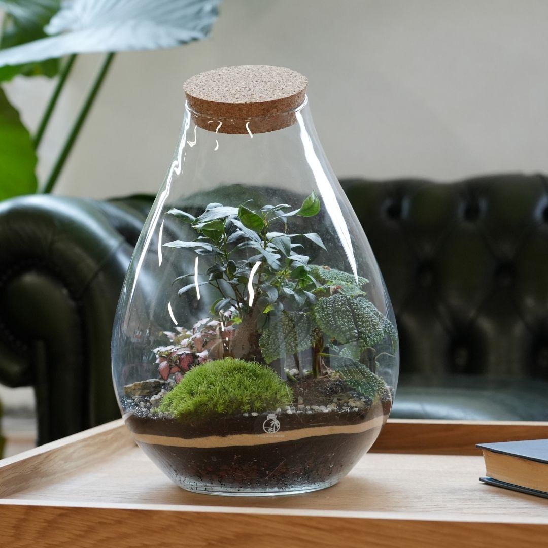 A glass terrarium with a cork lid houses a small ecosystem featuring lush green plants, including a Ficus Bonsai, moss, and pink flowering plants. The terrarium is placed on a wooden table with a leather armchair in the background.