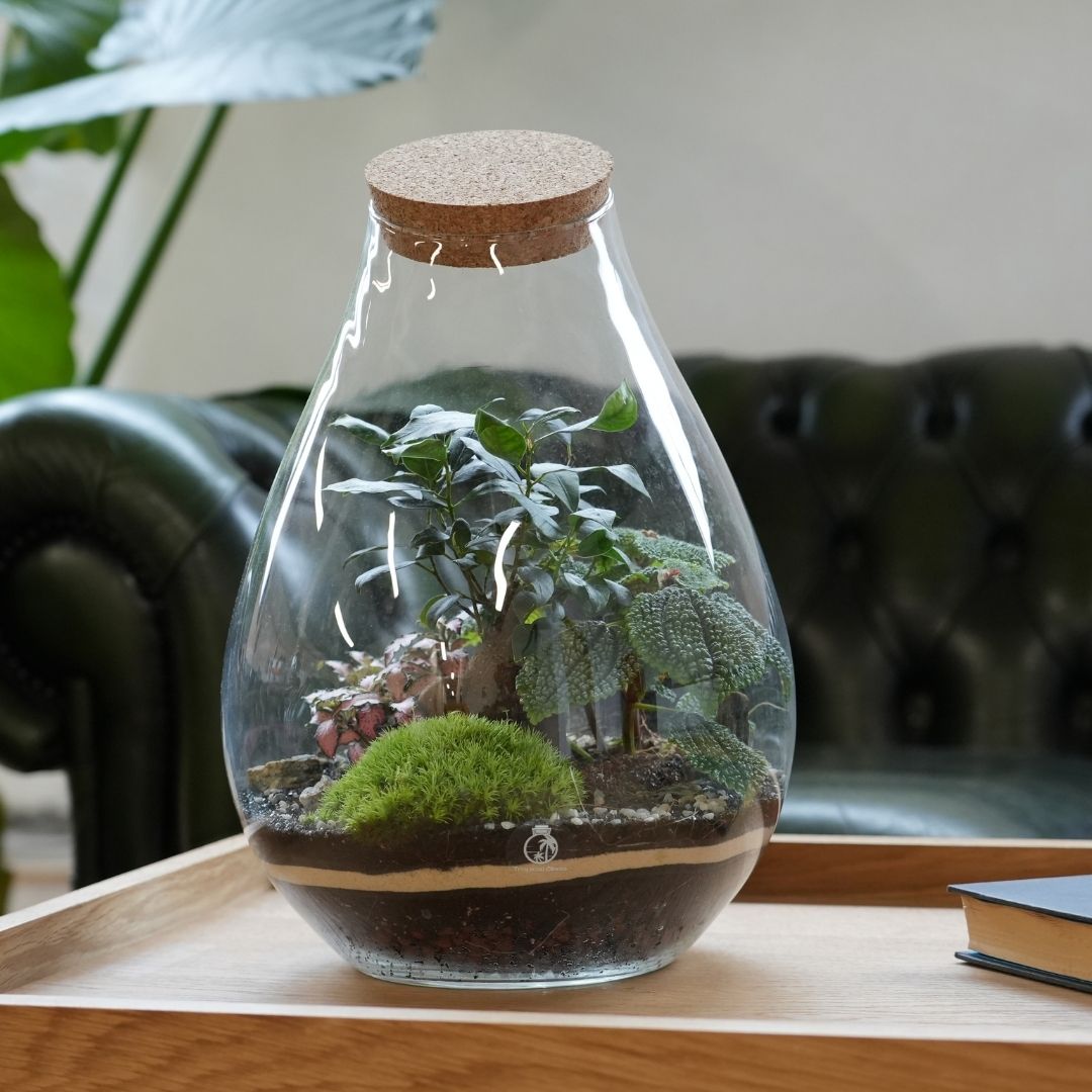 Ficus Bonsai Terrarium DIY Kit H: 37 cm