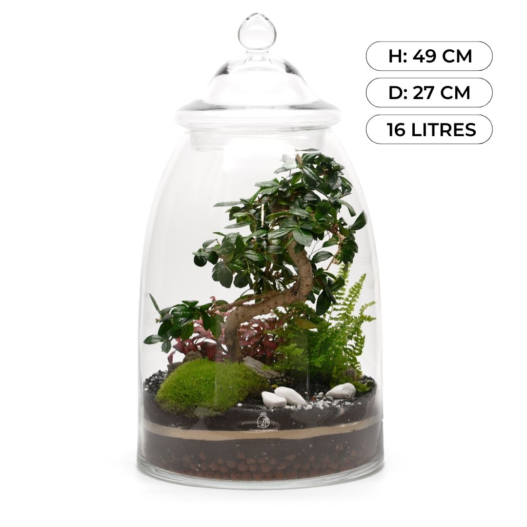 Complete Terrarium Building Kit - Three Plants