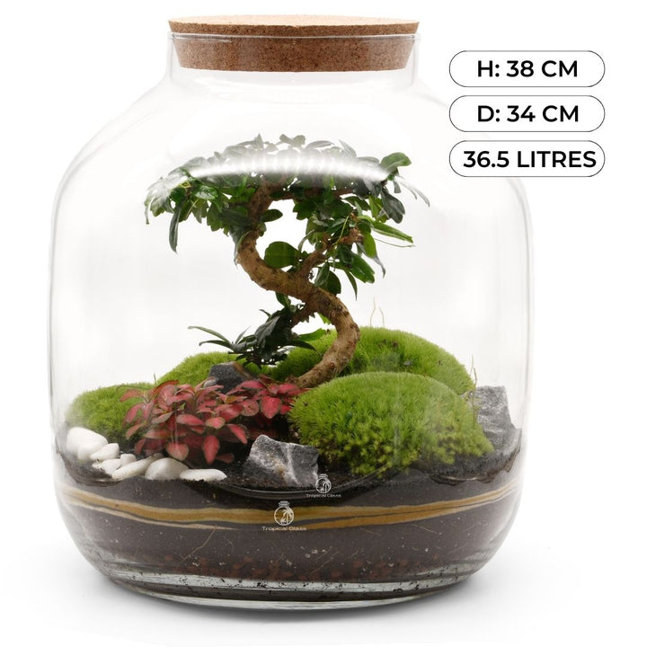 XL DIY Terrarium Kit: With Bonsai Tree H: 38 cm | 'Akita'