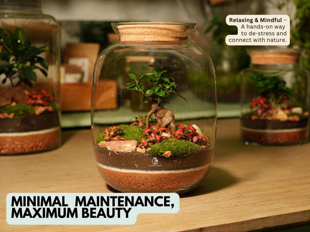 Low maintenance terrarium kit with Ficus Ginseng bonsai easy care indoor plant
