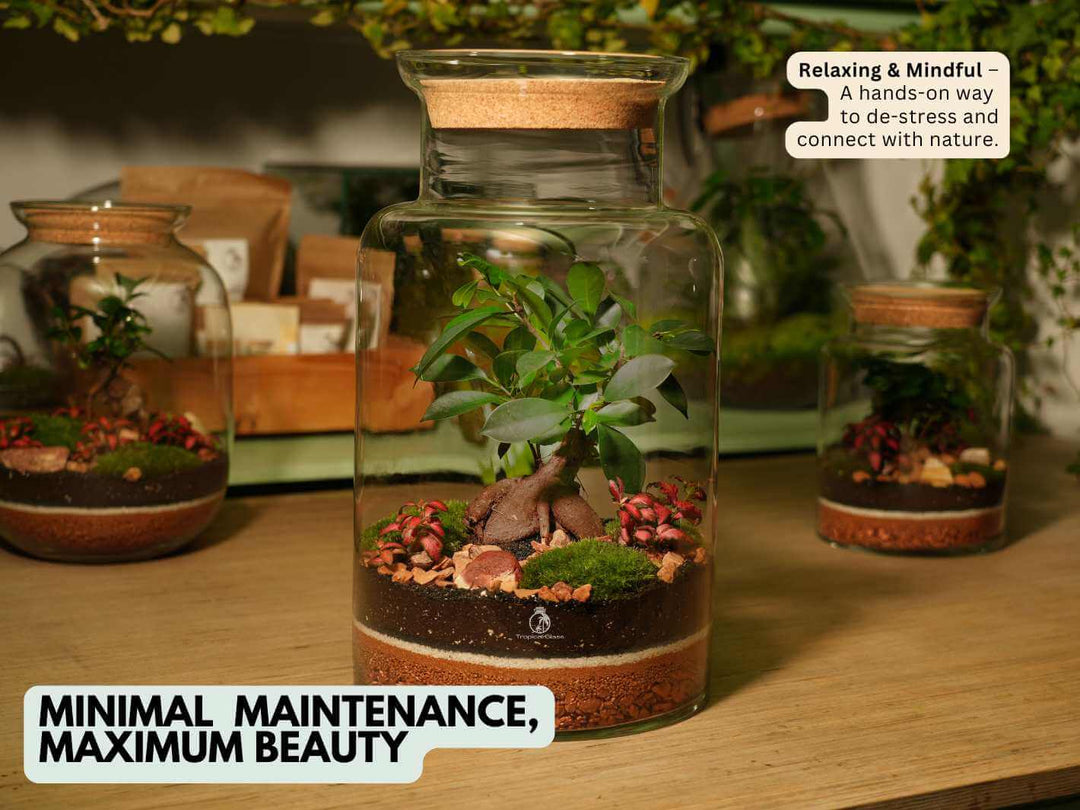 Easy care bonsai terrarium kit, 45 cm artisan glass container, low maintenance indoor greenery
