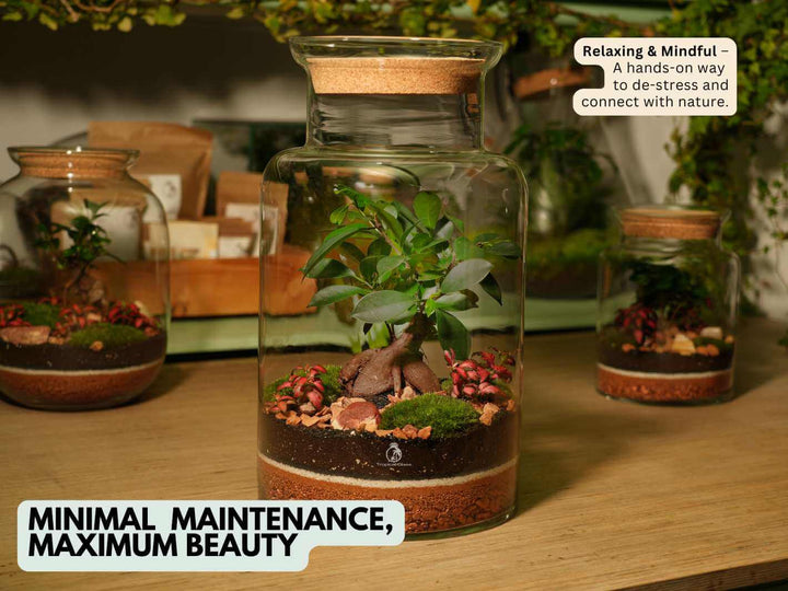 Easy care bonsai terrarium kit, 45 cm artisan glass container, low maintenance indoor greenery