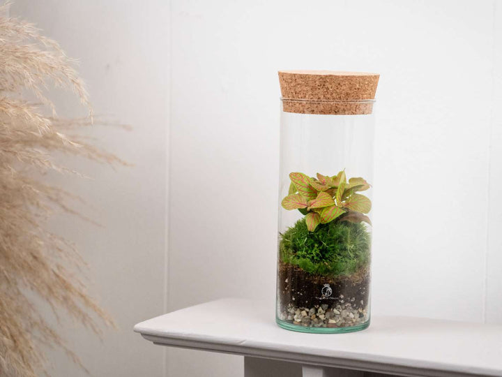 Bottle terrarium kit with cork lid and decorative pebbles