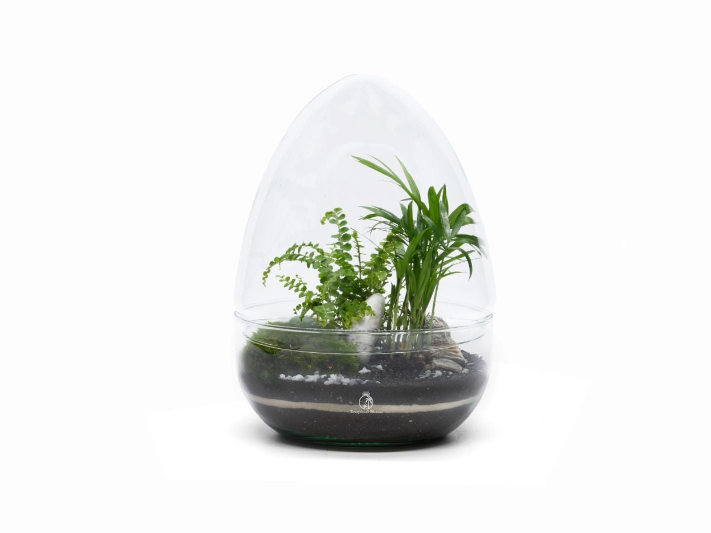 Small Terrarium Kit with Plants