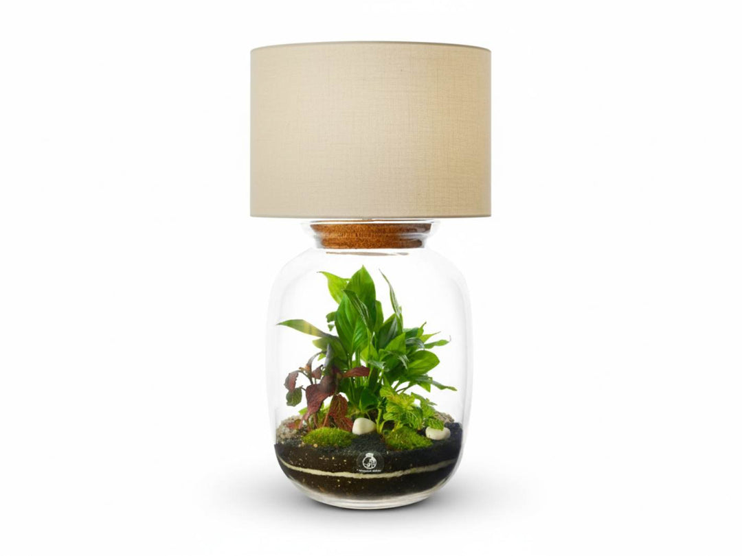 Table lamp with a glass terrarium containing plants on a white background