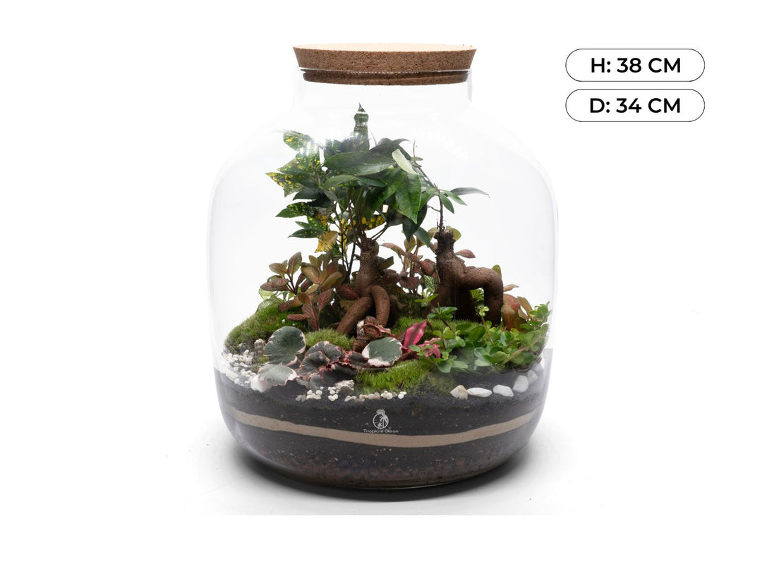 DIY XL terrarium kit with plants, moss, and soil