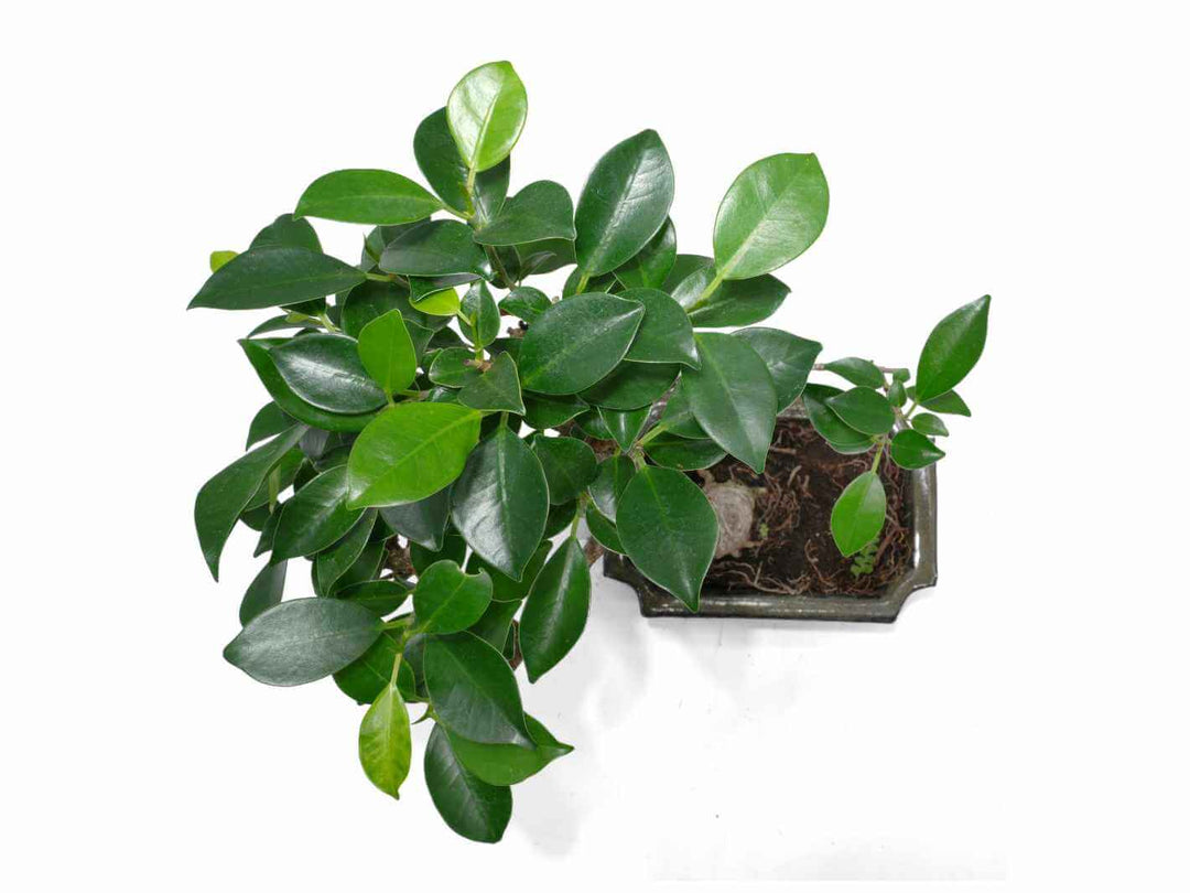 Ficus Retusa bonsai displayed as an indoor plant on a desk