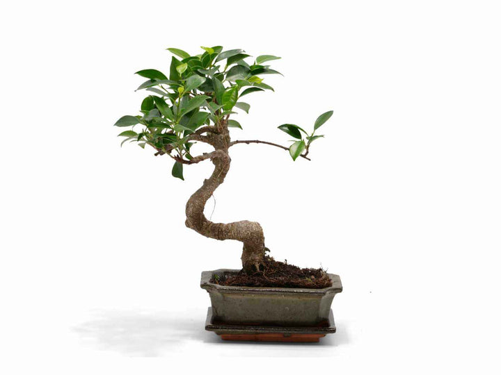 Ficus Ginseng bonsai tree with curved trunk and glossy green leaves in ceramic pot
