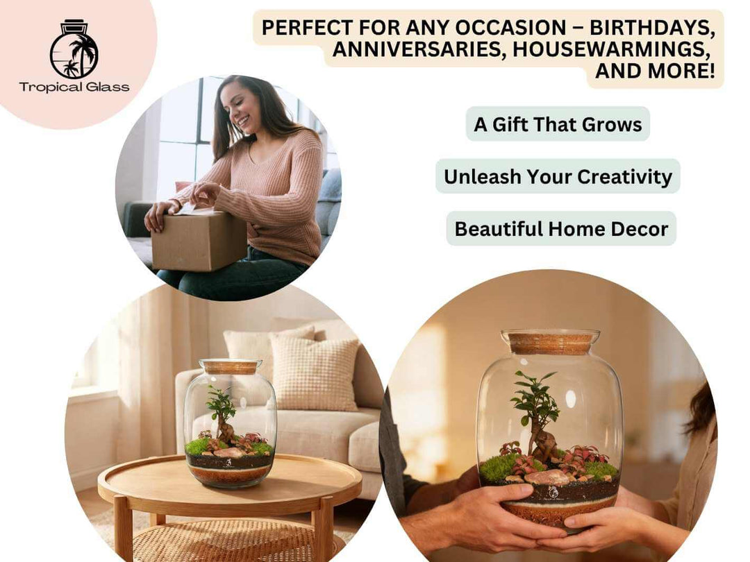 DIY terrarium kit with Ficus Ginseng bonsai gift idea perfect for plant lovers and special occasions