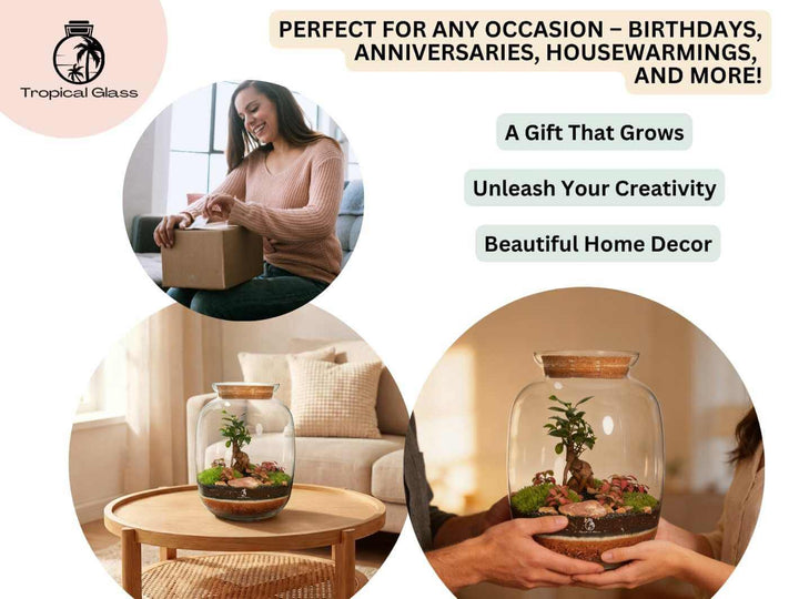 DIY terrarium kit with Ficus Ginseng bonsai gift idea perfect for plant lovers and special occasions
