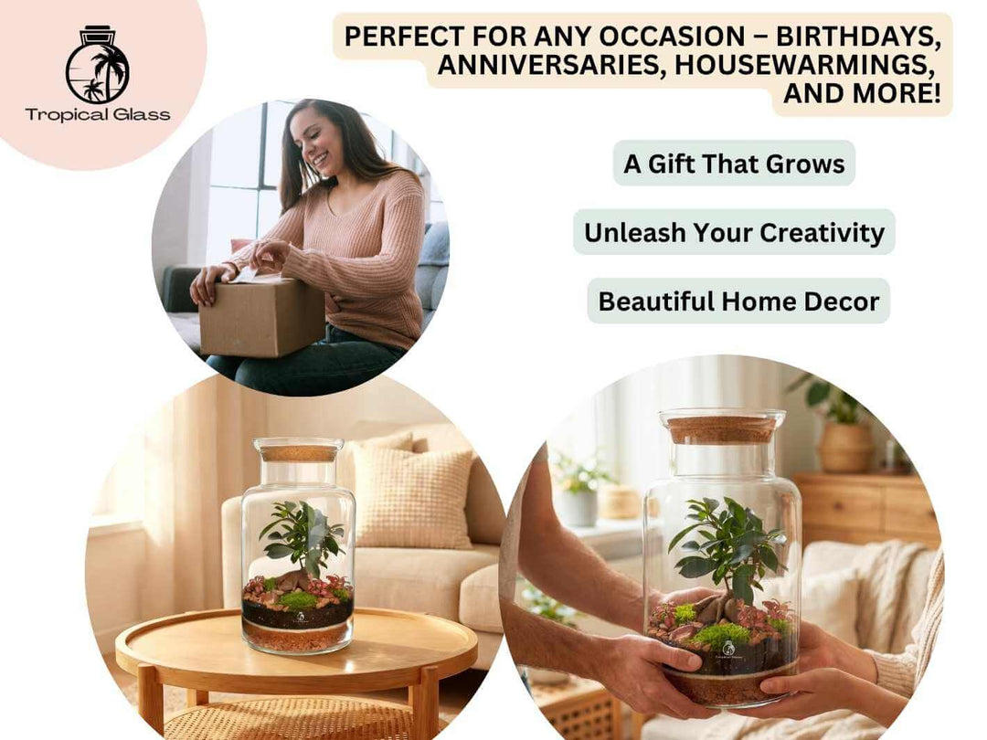 Ficus ginseng bonsai terrarium, artisan range glass design, unique indoor plant gift idea