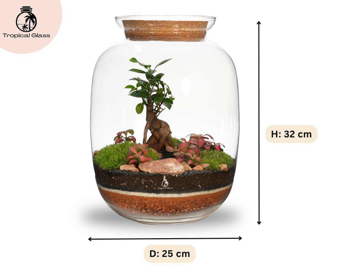 Terrarium kit size 32 cm height and 25 cm diameter glass jar with bonsai