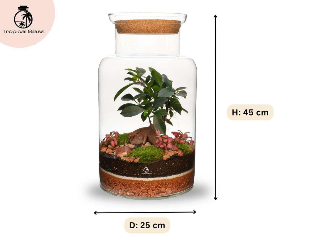 Ficus ginseng terrarium kit, 42 cm height, 25 cm diameter glass container, DIY indoor plant display