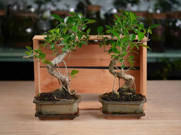 Decorative S-shaped Ficus bonsai tree, perfect for home or office or as a gift