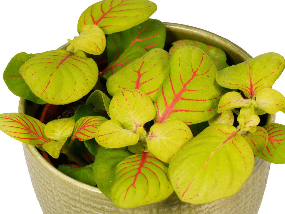 Close-up of Fittonia Bubble Green leaves showing lime-yellow colour and vivid pink-red veining