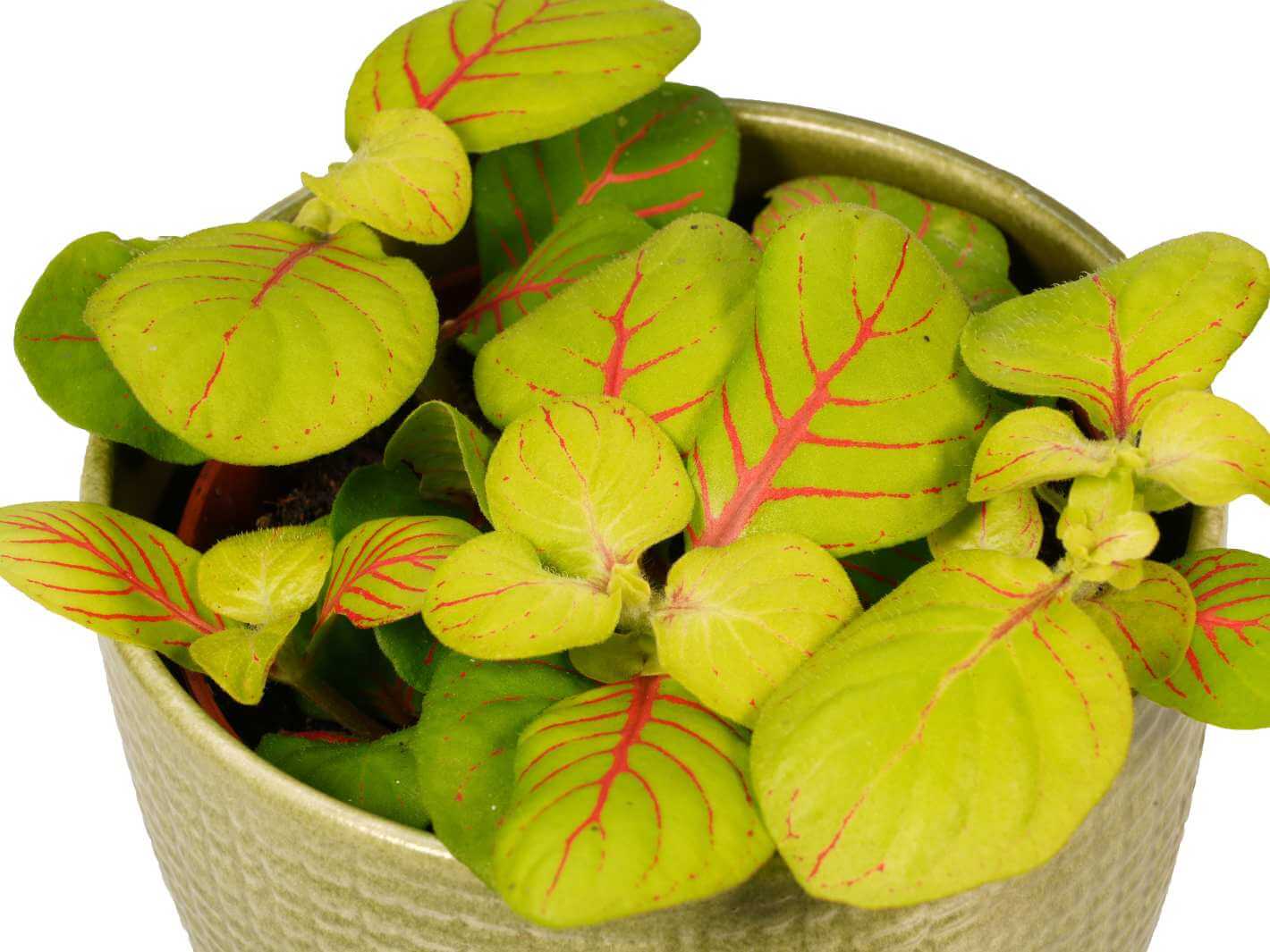 Close-up of Fittonia Bubble Green leaves showing lime-yellow colour and vivid pink-red veining