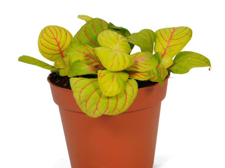 Fittonia Bubble Green houseplant with bright pink veins and lime green leaves