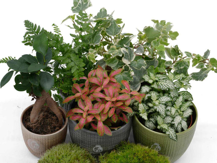 Live plants for closed terrariums including moss and ivy