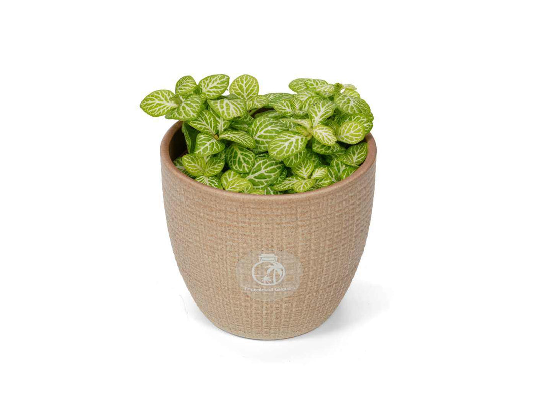 Fittonia Joly Lemon plant in 8.5 cm nursery pot with vibrant lime foliage and pale veining