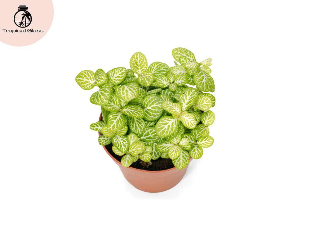Image Name: fittonia-joly-lemon-premium-foliage-plant
Alt Text: