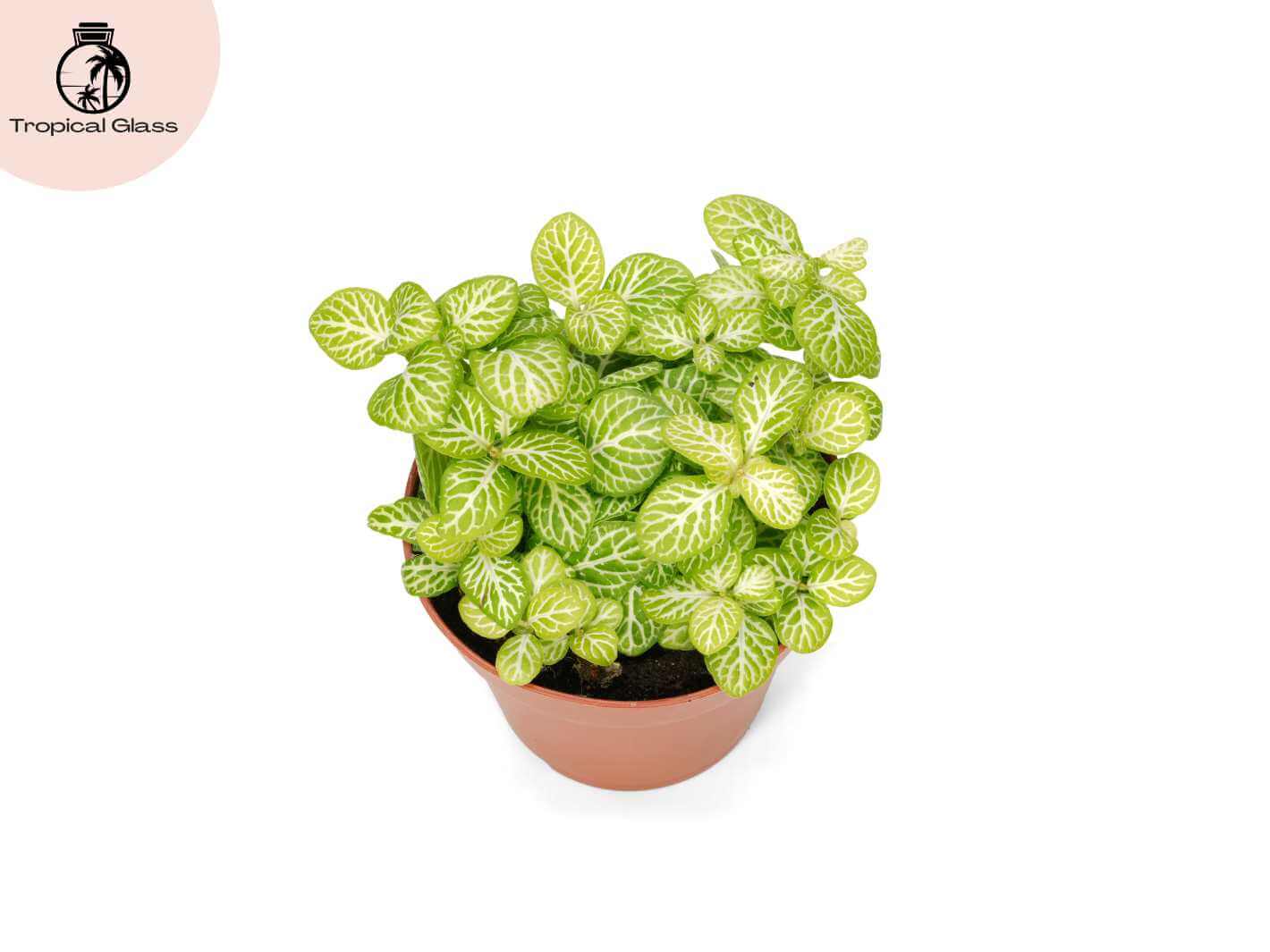 Image Name: fittonia-joly-lemon-premium-foliage-plant
Alt Text: