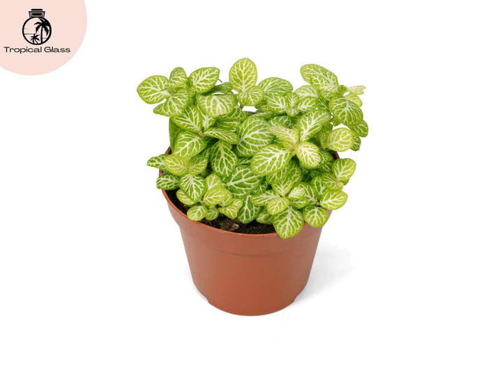 Fittonia Joly Lemon nerve plant ideal for closed terrariums and humid indoor plant displays