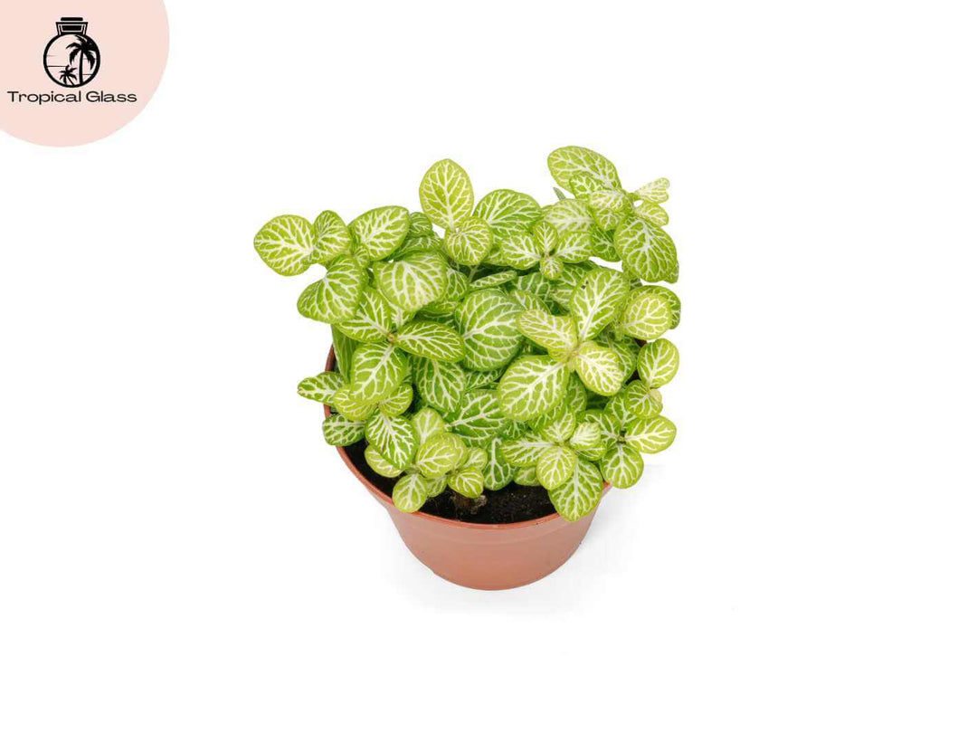 Fittonia Joly Lemon compact indoor houseplant for desks, shelves and decorative plant displays