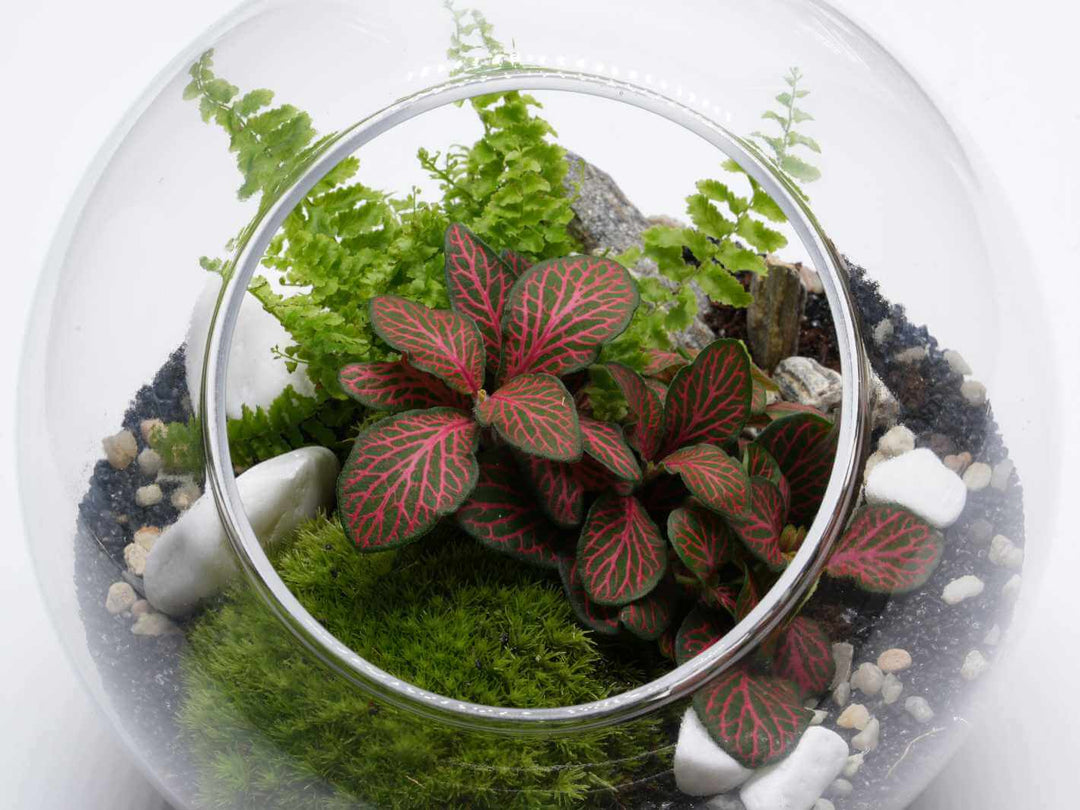 fish bowl plant terrarium Side Fishbowl Terrarium 'Split' H:19cm