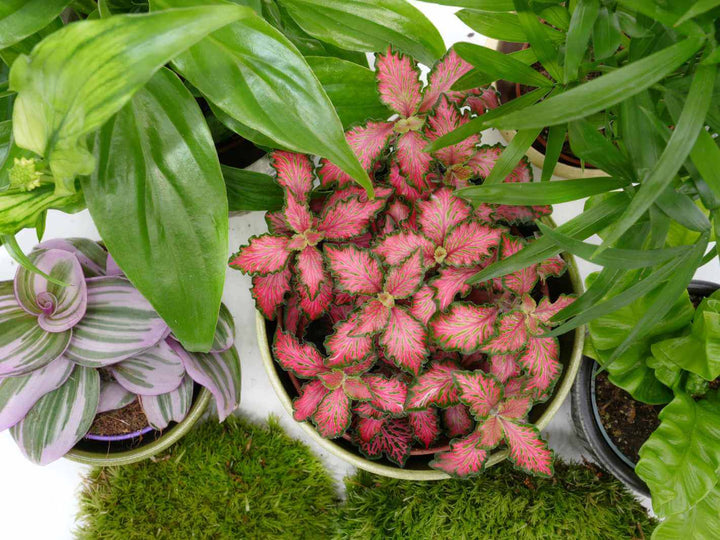 Tropical plants perfect for a closed terrarium with moss