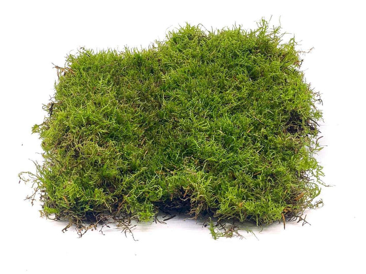 Close up of flat carpet moss showing natural variation and texture