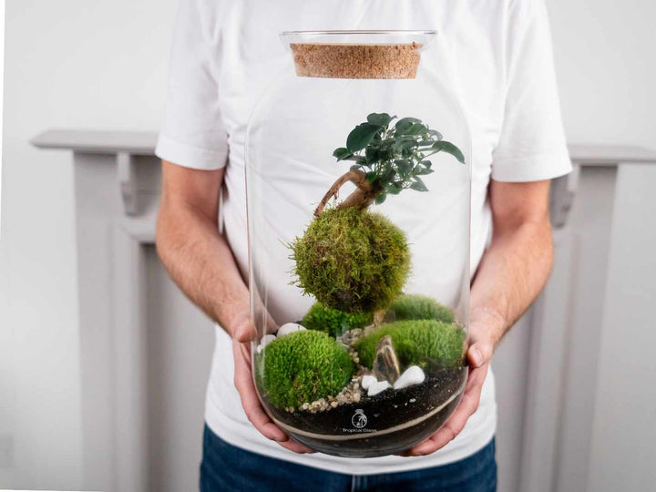 bonsai tree for terrarium Floating Kokedama Terrarium with Bonsai