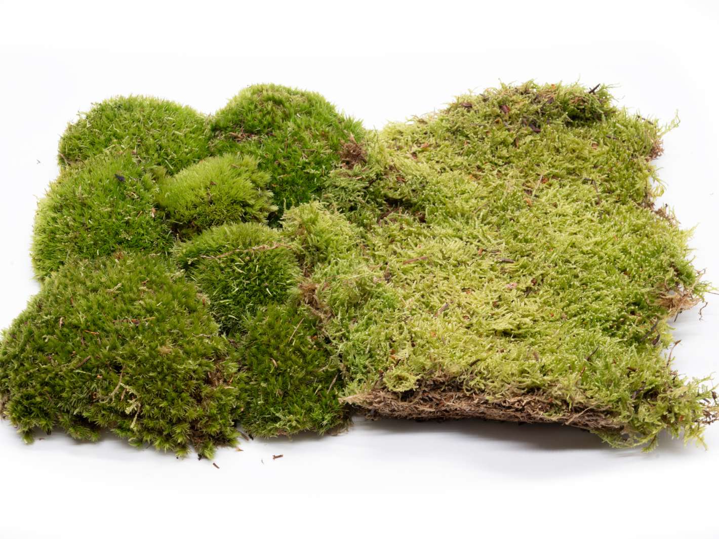Moss bundle for closed terrarium