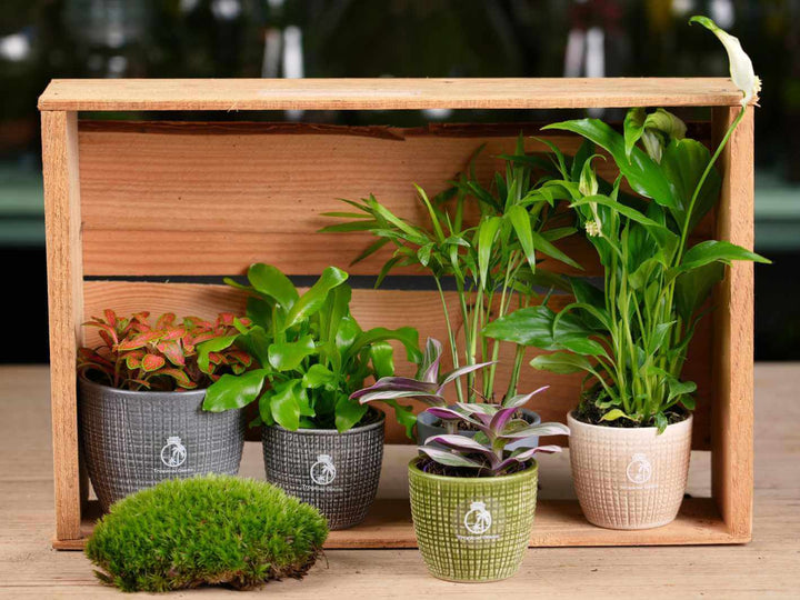 Complete set of 5 terrarium plants, Fittonia, Asplenium, Peace Lily, Parlour Palm, Trandenscentia