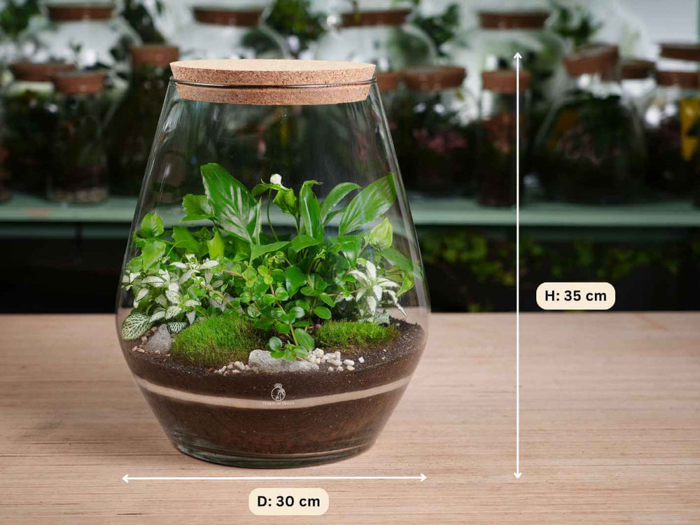 Handmade mouth-blown glass terrarium jar with live plants and moss