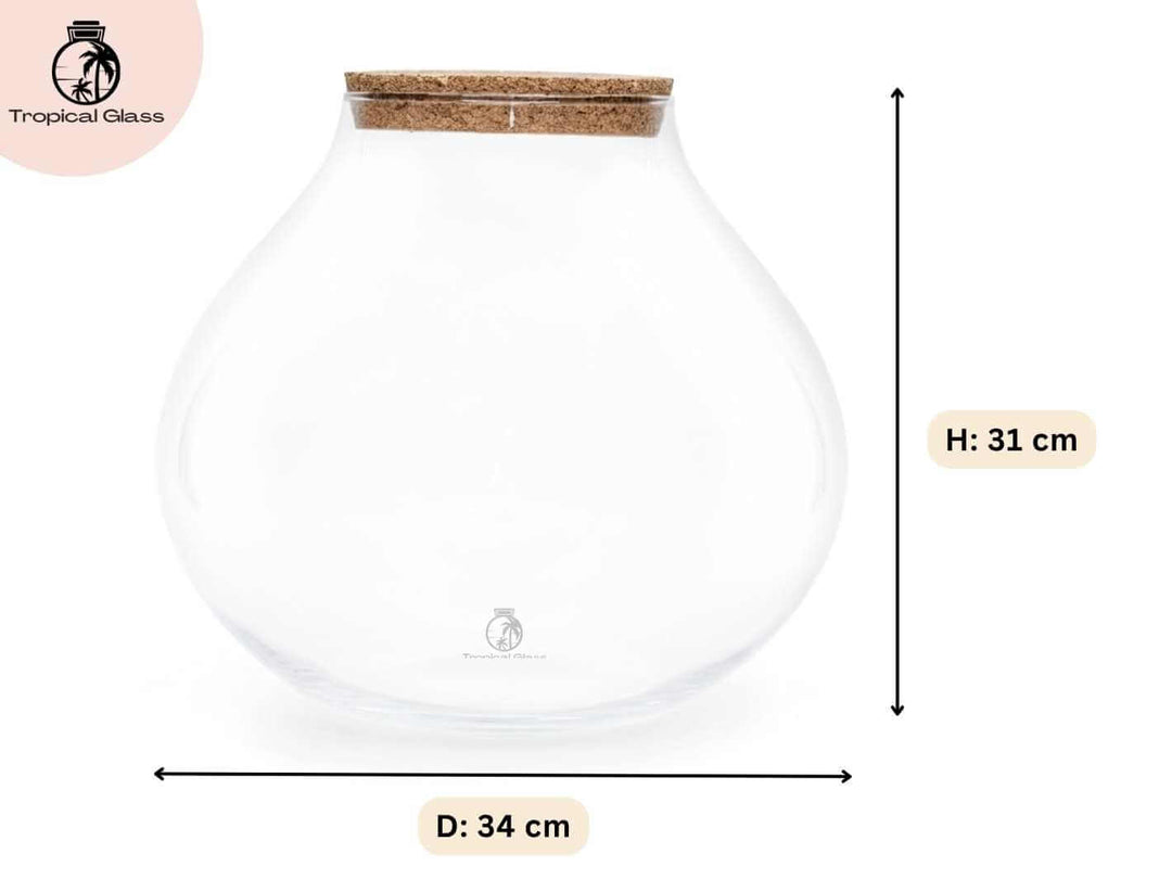 Glass terrarium jar dimensions height 31 cm diameter 34 cm