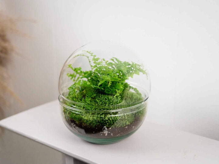 Closed terrarium kit with fern and moss