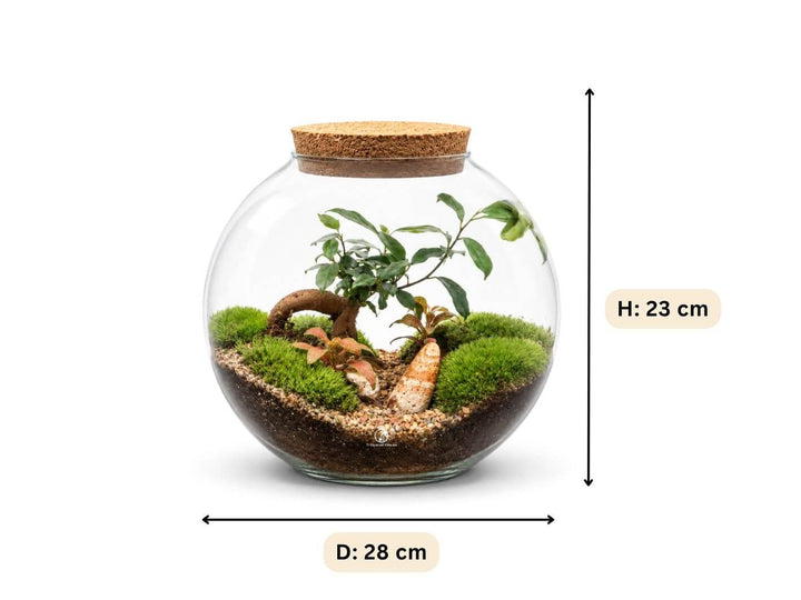 Planted Terrarium with Bonsai H: 23 cm | &