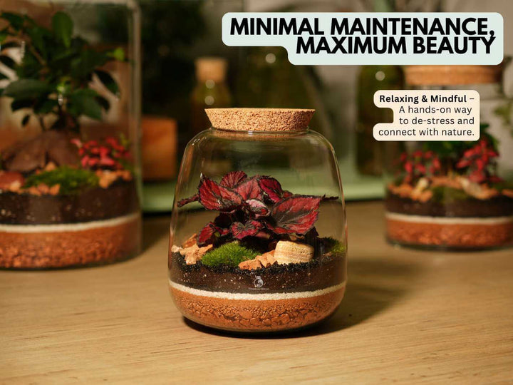 Handmade mouth blown glass terrarium with live plant, moss and decorative layers, designed as a minimal maintenance indoor botanical display