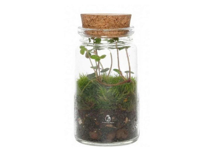 Ready made planted terrarium 8 cm tall in a mouth blown glass jar with cork lid, featuring live Pilea Glauca and fresh green moss.