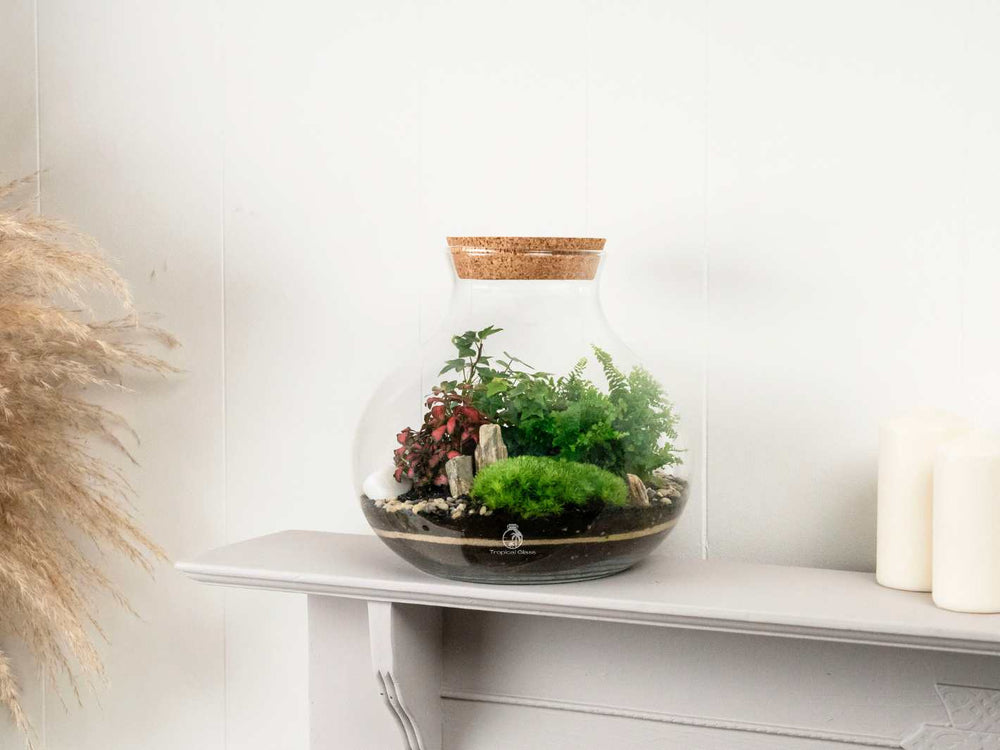 Beginner friendly terrarium