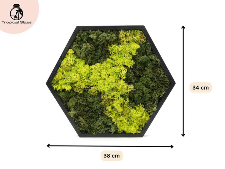 Size guide for hexagon preserved moss wall art frame, measuring 38 x 34 cm