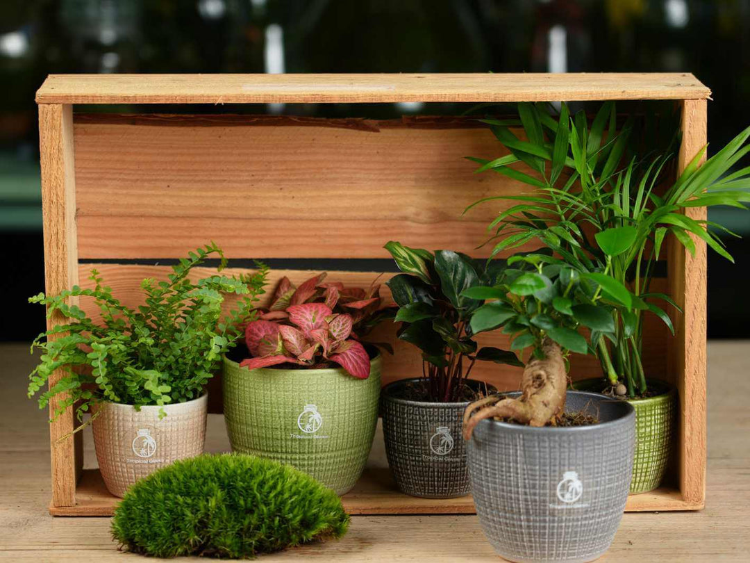 Humidity-loving tropical plants chosen for terrariums and enclosed glass jars.